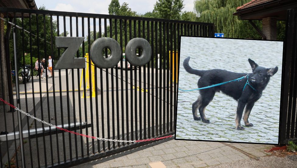 Próbowali "przemycić" psa na teren zoo w Warszawie. Internauci komentują