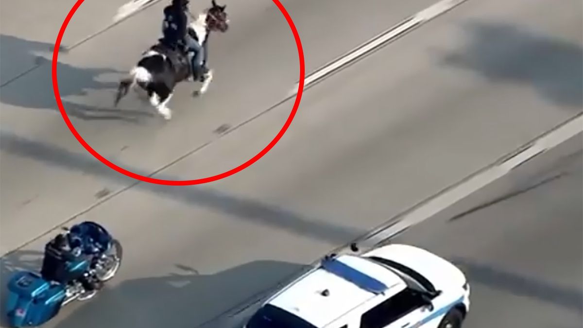 W Chicago mężczyzna jechał konno autostradą