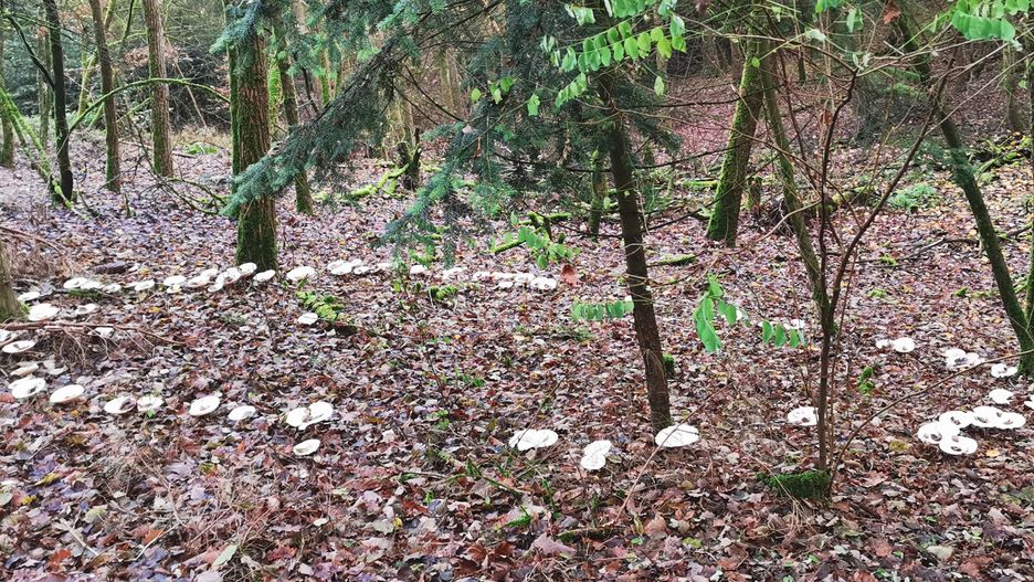 "Czarci krąg" twardzioszków