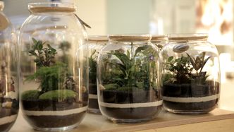 Pomysł na biznes: Las w słoiku