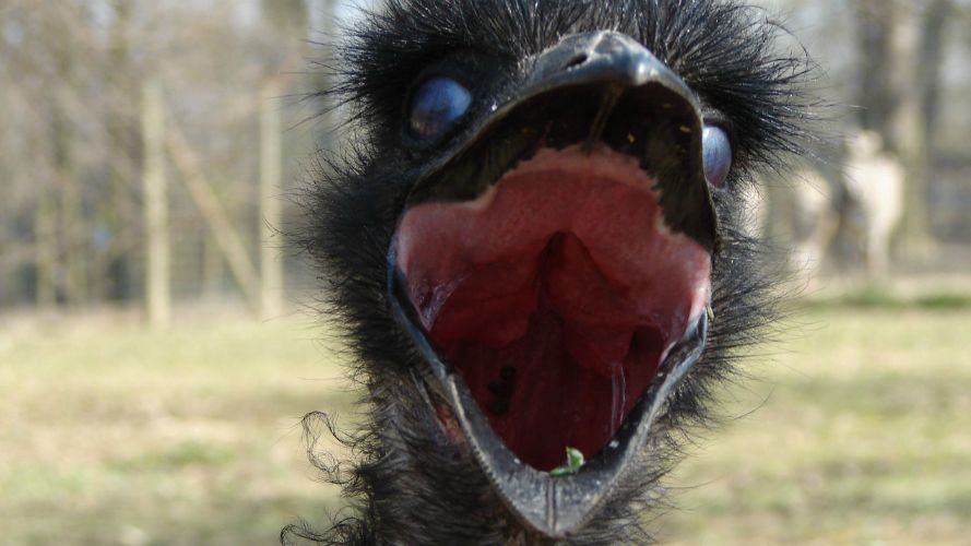 Great Emu War - australijska wojna z emu