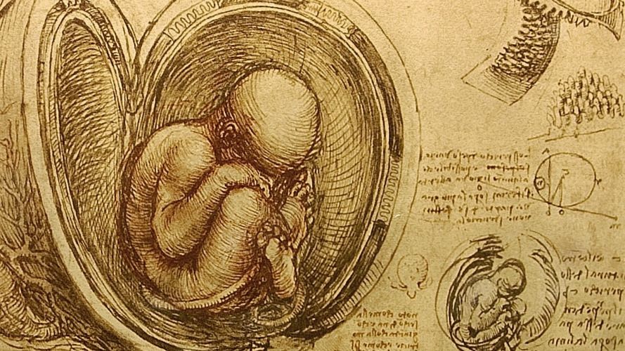 Studium embrionów autorstwa Leonarda da Vinci, ok. 1510-1513 r.