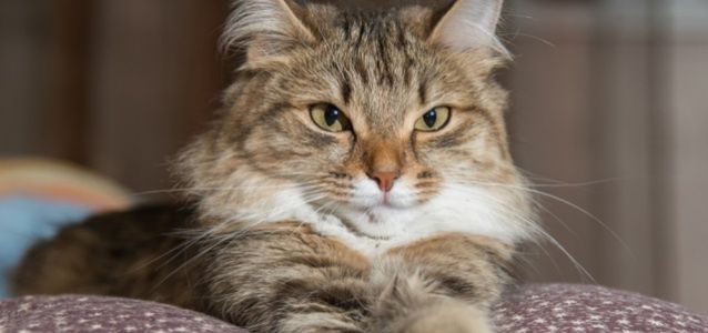 Ponad połowa właścicieli kotów poważnie szkodzi swoim pupilom
