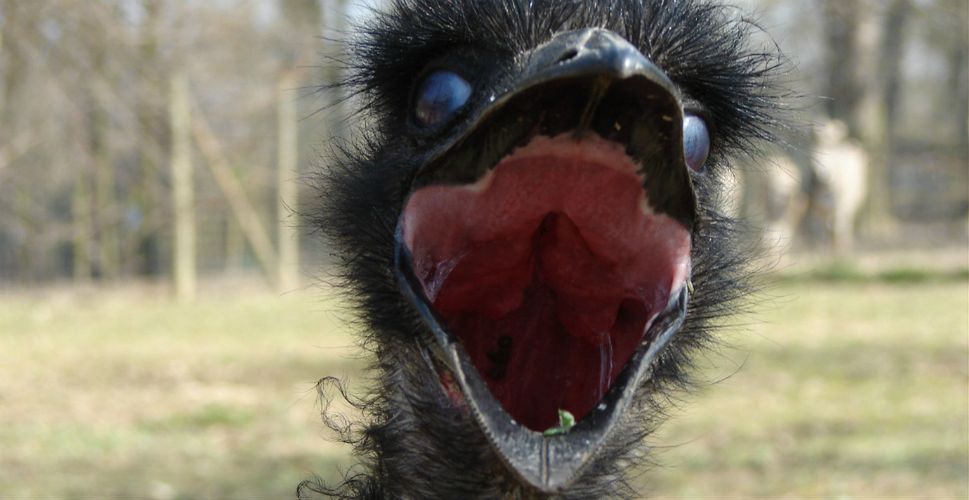 Great Emu War - australijska wojna z emu