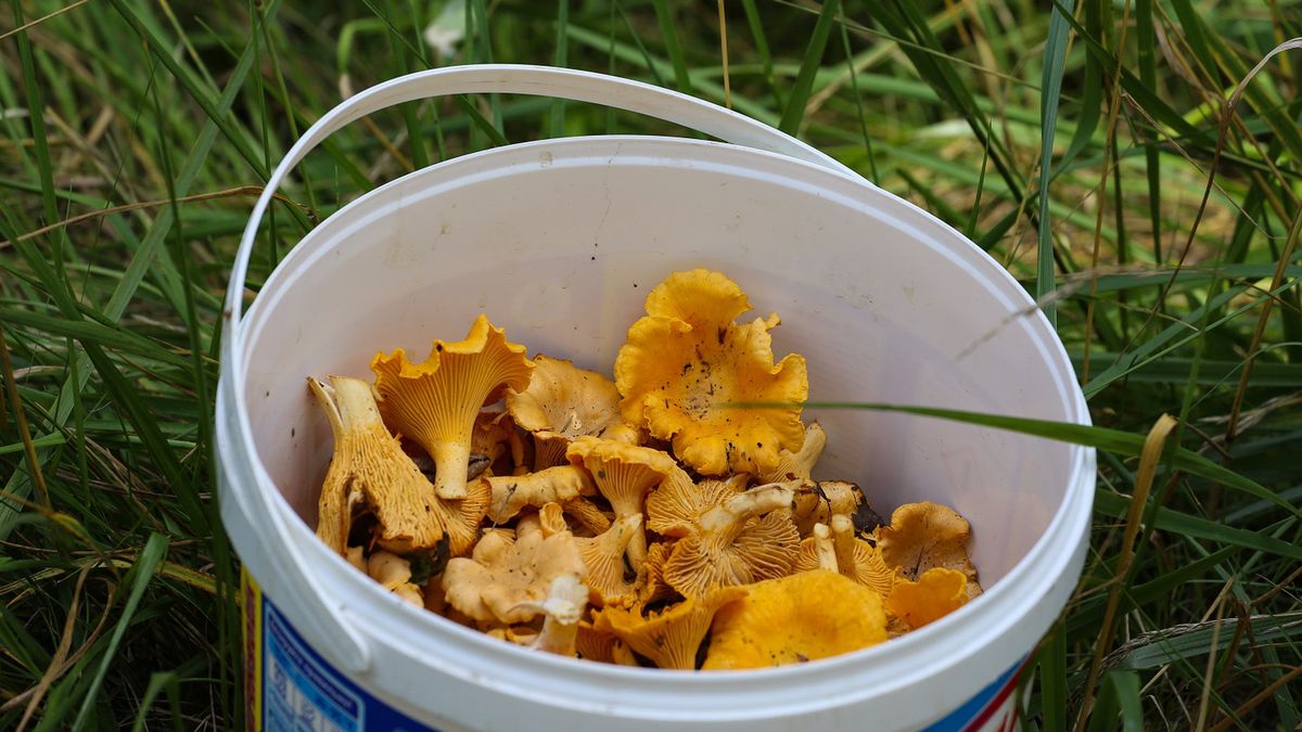 W wysokiej temperaturze kurki tracą zdrowotne właściwości