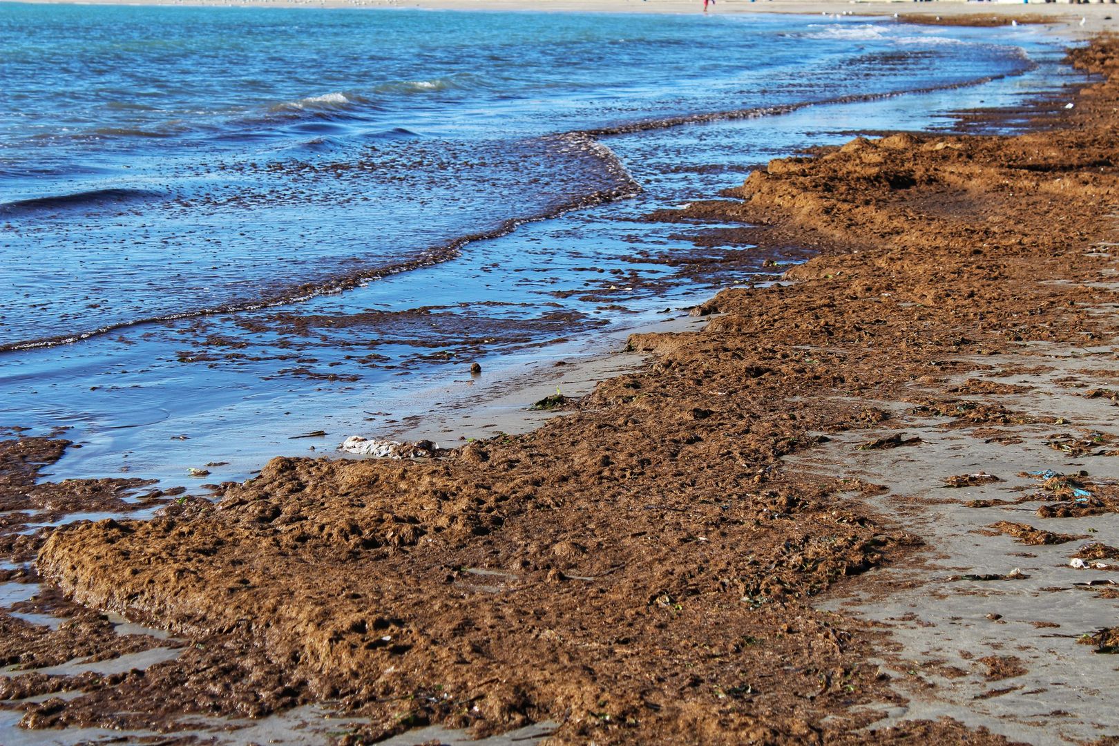 Trawa morska na hiszpańskiej plaży 