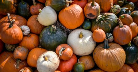 Co zrobić z dynią po Halloween? Zastosowań jest wiele