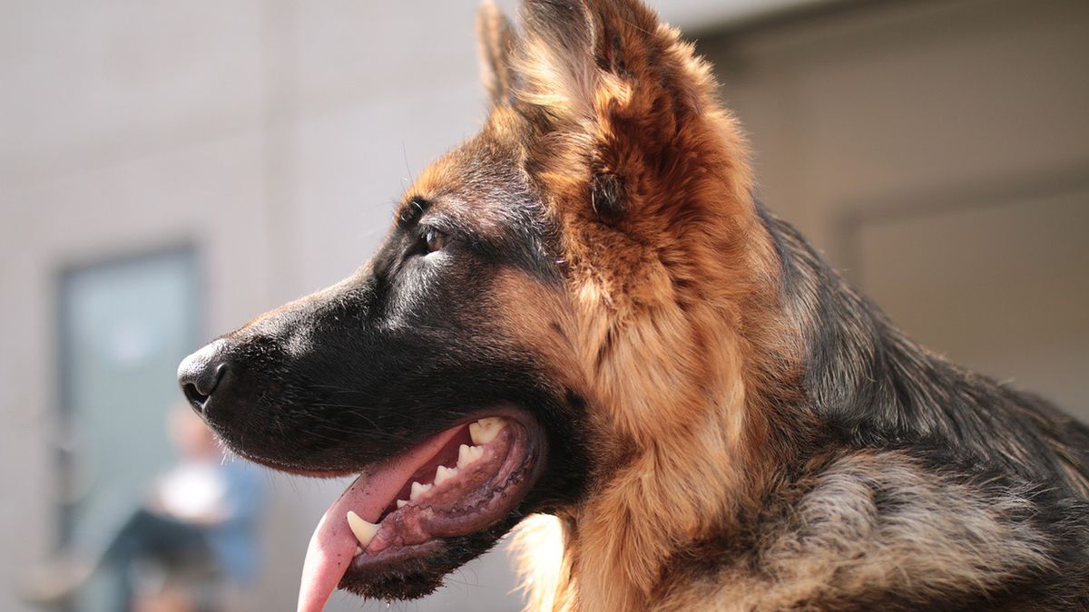 Psy rzuciły się na 11-latka (zdjęcie poglądowe)