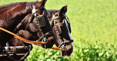 Woźnica na podwójnym gazie sprawcą kolizji. Rekordowy pomiar na alkomacie. Blisko 5 promili