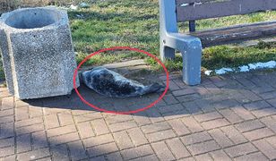Zaskakujący widok w Gdańsku. "Niesamowite"