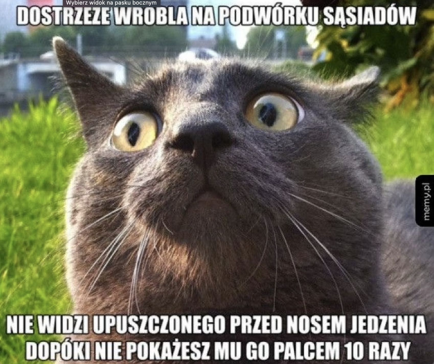 Memy na Dzień Kota