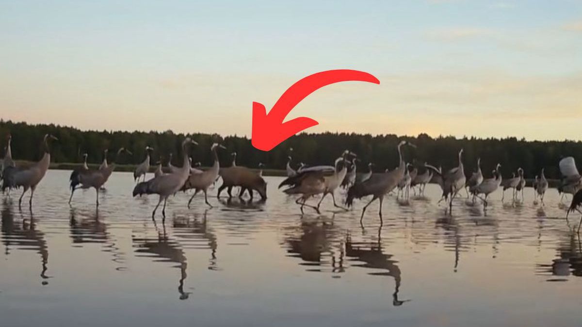 Dzik wśród żurawi. Zaskakujące nagranie z leśnej fotopułapki
