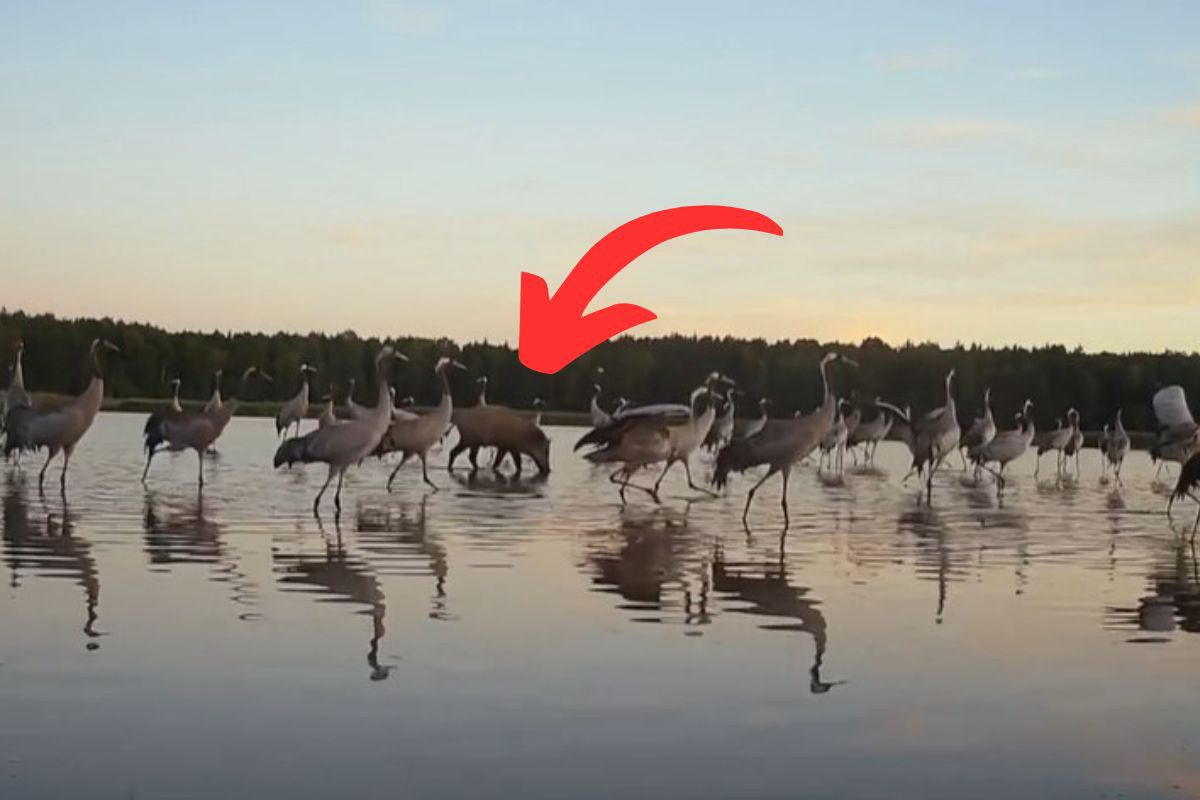 Zaskakujący "gość" wśród żurawii. Kadry z fotopułapki zaskoczyły nawet leśników