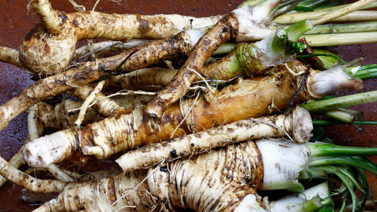 Dlaczego warto jeść świeży chrzan? 