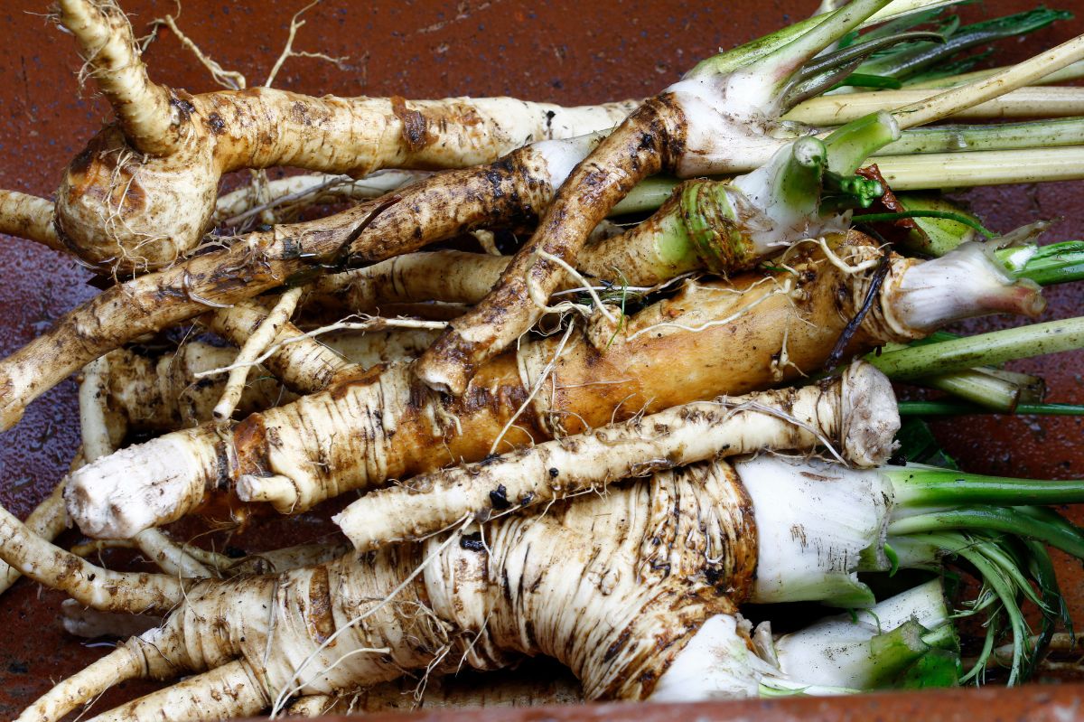 Why is it worth eating fresh horseradish?