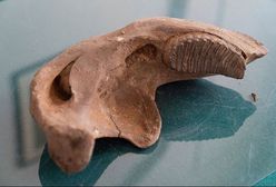 Warszawa. Wyjątkowe znalezisko na budowie stacji "Zacisze"