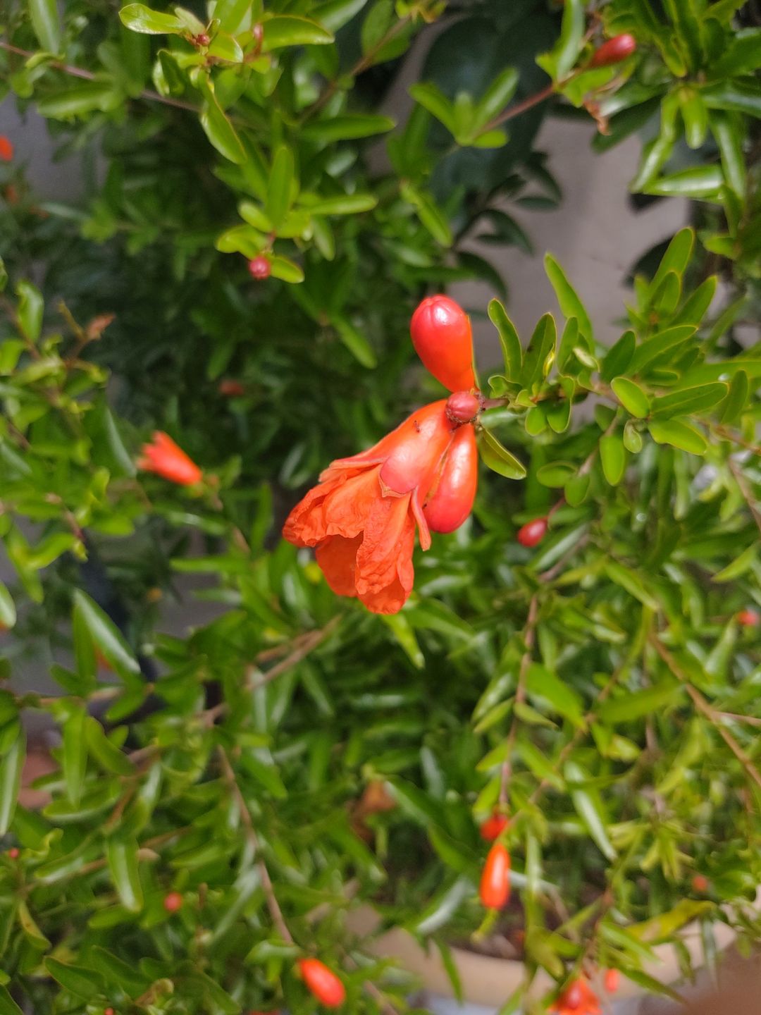 Motorola Moto Z4 w pełnej krasie. Ktoś kupił smartfon, który nie został jeszcze zaprezentowany 3