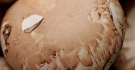 Najtańszy grzyb na świecie. Większość nie wie, że można go jeść nawet na surowo