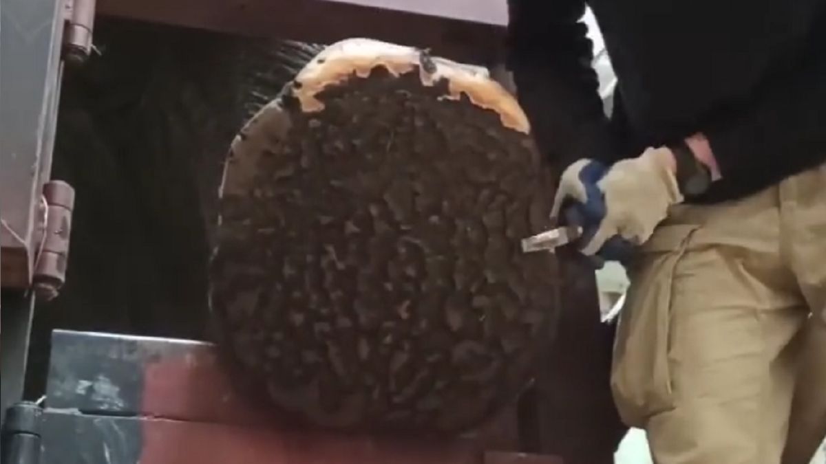 Tak wygląda pielęgnacja stóp słonia 