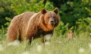 Zoopsycholog o ataku w Bieszczadach: niedźwiedź chciał odstraszyć, nie zabić