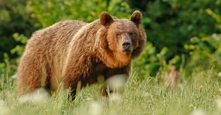 Zoopsycholog o ataku w Bieszczadach: niedźwiedź chciał odstraszyć, nie zabić