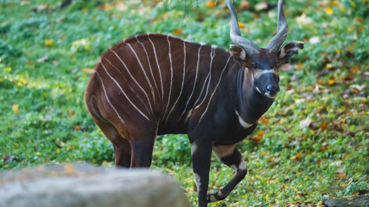 Wrocławskie zoo pochwaliło się nowym podopiecznym