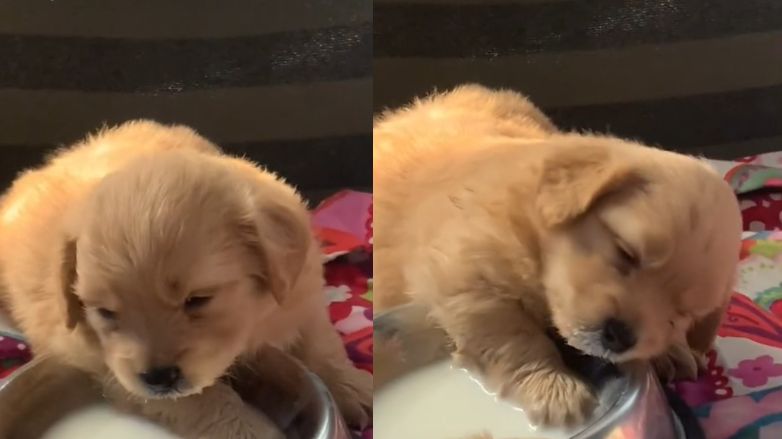 Urocze nagranie z TikToka ma ponad 11 mln wyświetleń.