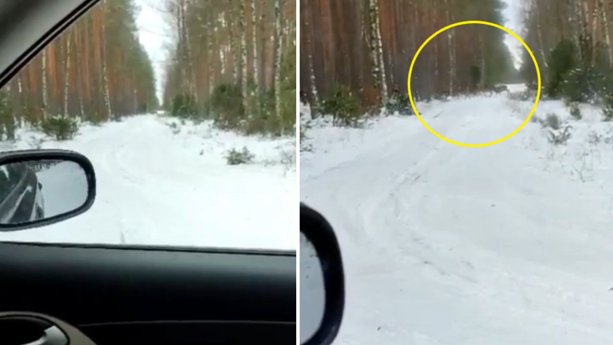 Chmara jeleni na terenie Nadleśnictwo Rytel. 