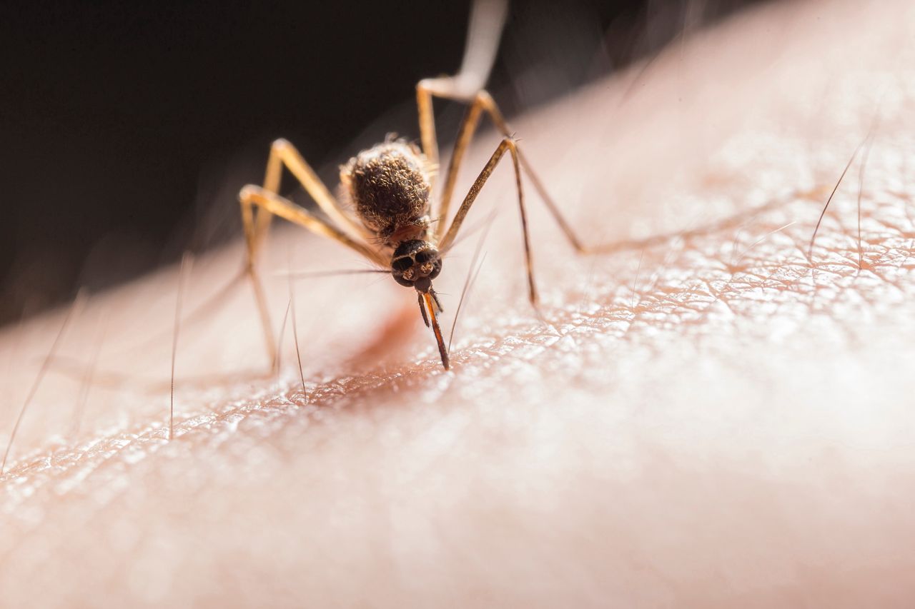 Chcą genetycznie modyfikować komary. To dla naszego dobra