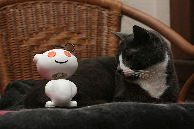 10 najpopularniejszych kotów Internetu. Daliście już im wszystkim lajka na Fejsie? 3