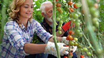 Nie popełniaj tego błędu. Kiedy najlepiej wysadzić pomidory