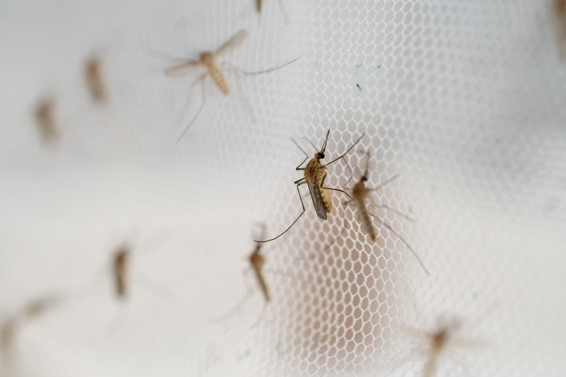 Podstawową formą profilaktyki malarii jest ochrona przed komaram