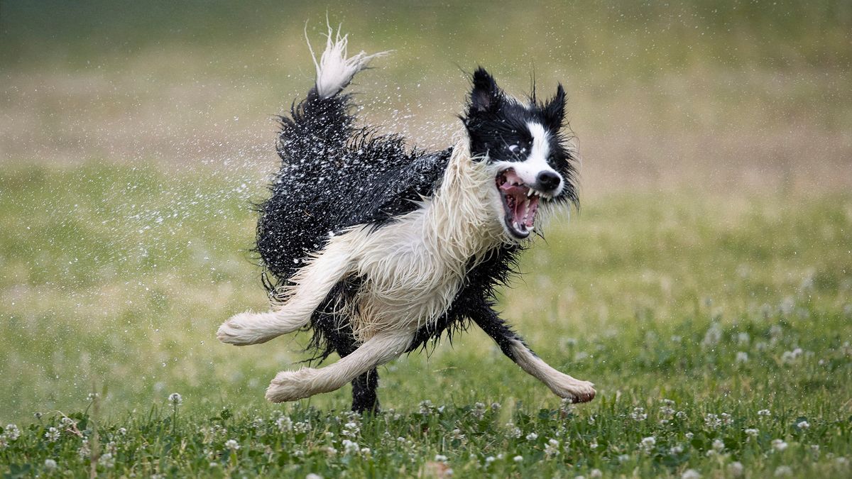 Konkurs na najzabawniejsze zwierzę domowe. Dobry humor gwarantowany 1