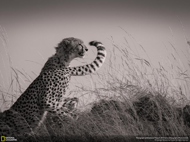Kolejne zdjęcie - „Changing Shifts” - pokazuje młodego geparda o imieniu Malaika, który dorósł do polowań. Mohammed Yousef fotografując go chciał zapamiętać moment, kiedy zwierze staje na wzgórzu i obserwuje otaczający je teren. Nagle w kadrze pojawił się drugi gepard, który odchodził w dal, co sprawiło wrażenie jakby koty zmieniały wartę.