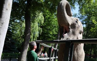 Słonica Citta wytypuje wyniki podczas Euro 2012