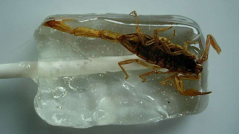 Chcesz spróbować lizaków z insektami? – wyniki konkursu 1