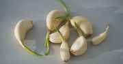 Czy można jeść kiełkujący czosnek? Wielu nie ma pojęcia