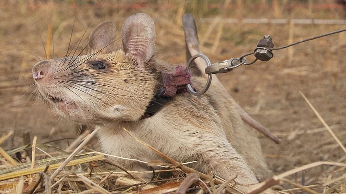 Szczur o imieniu Magawa został uhonorowany prestiżowym złotym medalem.