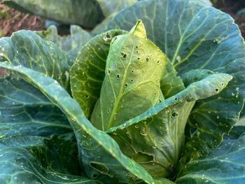 Dziurawi liście warzyw i niszczy plony. Jak skutecznie zwalczyć pchełkę kapuścianą?