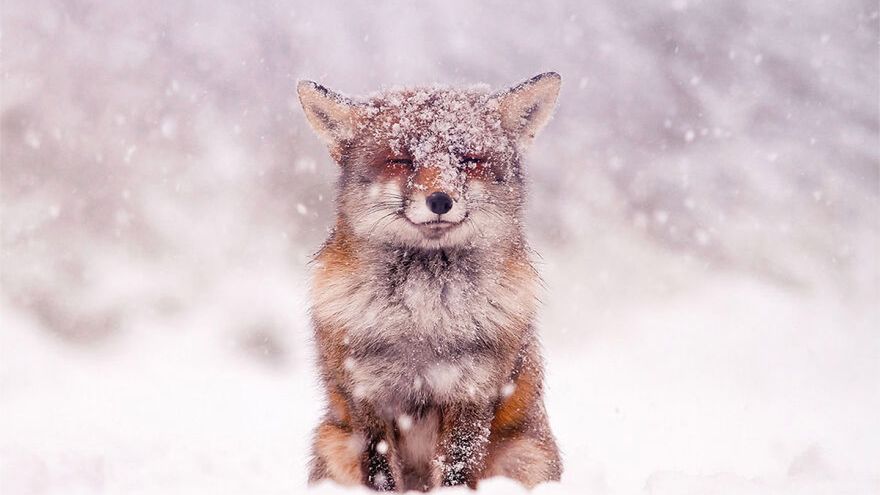 Uroczy lisek pokryty świeżym śniegiem. Ta fotografia roztapia lód w sercu 1
