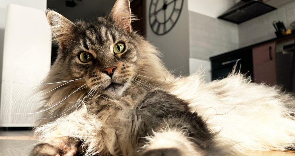 Maine Coon