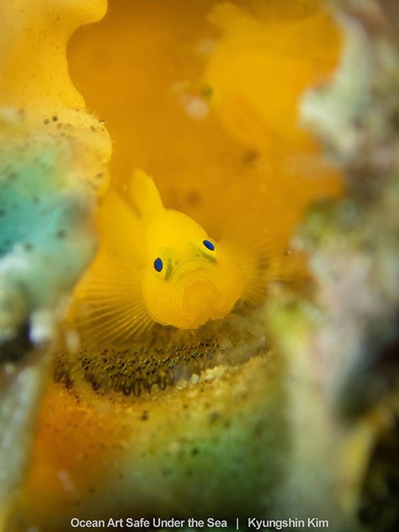 Najlepsze zdjęcia oceaniczne w konkursie Safe Under the Sea 33