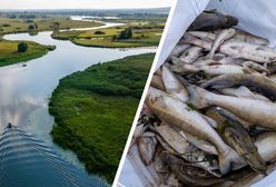 To naprawdę działa. Po niebywałej akcji ryby z Odry "wracają do życia"