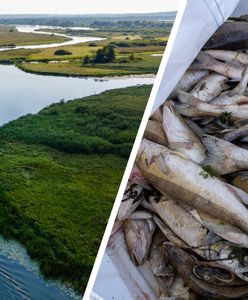 To naprawdę działa. Po niebywałej akcji ryby z Odry "wracają do życia"