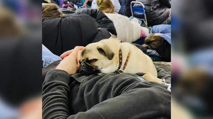 Wojna w Ukrainie: W schronach są nie tylko ludzie. Zwierzęta czekają z nimi 1