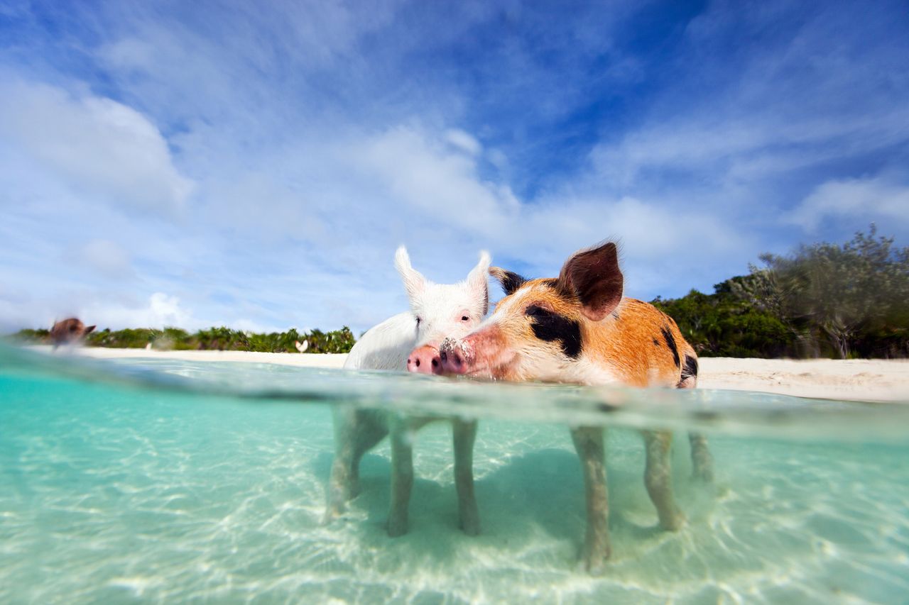 pig beach, fot. Getty Images