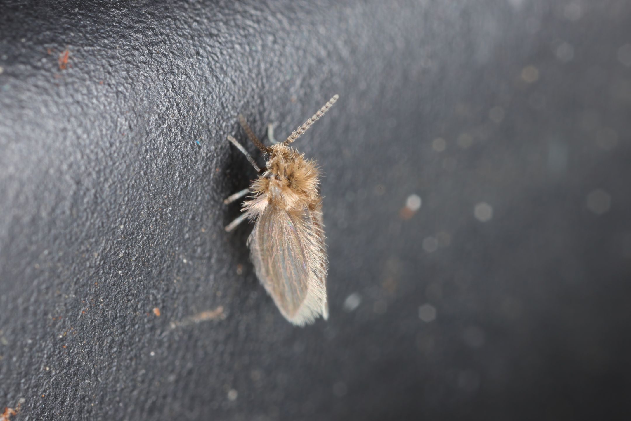 Tak wygląda dorosła ćmianka