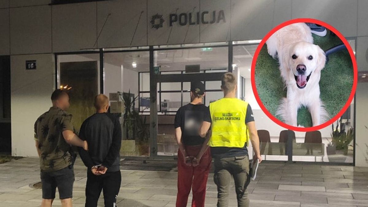 Pies Kodi wykrył środki odurzające w paczce z Kanady