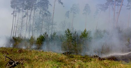 Pożar sosnowego młodnika