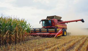 "Złote kolby" w kukurydzy i podpalenie. Dramat rolnika z Kujaw